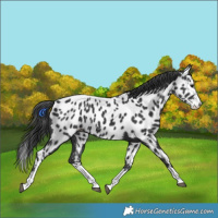 Horse Color:Black Splash Appaloosa