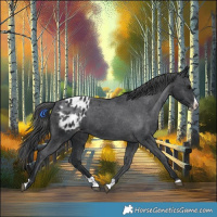 Horse Color:Black Splash Appaloosa