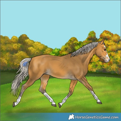 Horse Color:Silver Buckskin 
