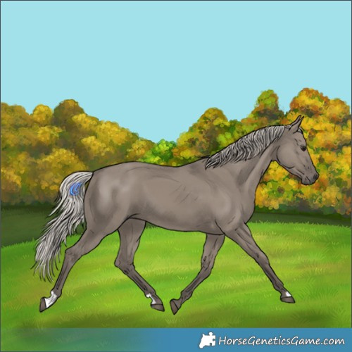 Horse Color:Silver Grullo 