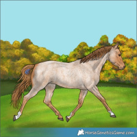 Horse Color:Red Roan