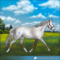 Horse Color:Gray Chestnut 