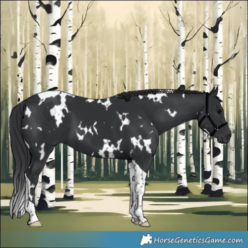 Horse Color:White Spotted Black Tobiano 