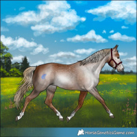 Horse Color:Gray Chestnut 