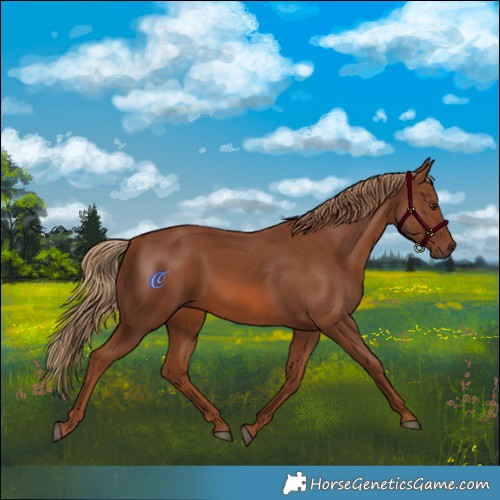 Horse Color:Chestnut 