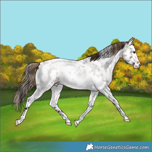 Horse Color:White Spotted Buckskin Roan Dun Appaloosa Rabicano 
