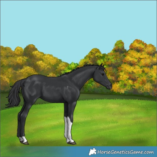 Horse Color:Black Tobiano