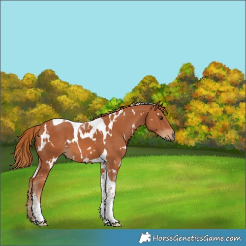 Horse Color:White Spotted Chestnut Tobiano 