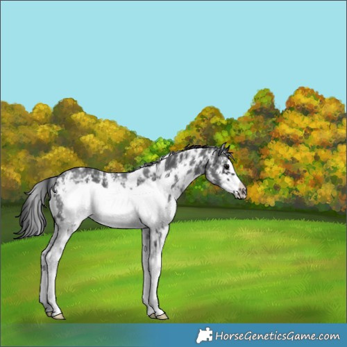 Horse Color:Black Sabino Frame 