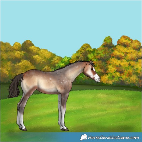 Horse Color:Bay Onyx 