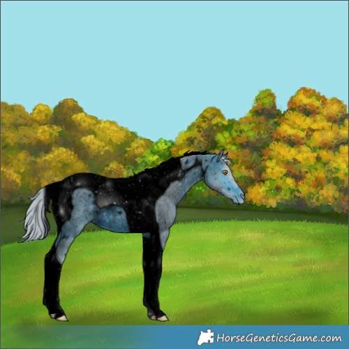 Horse Color:ERROR: UNKNOWN ANOMALY