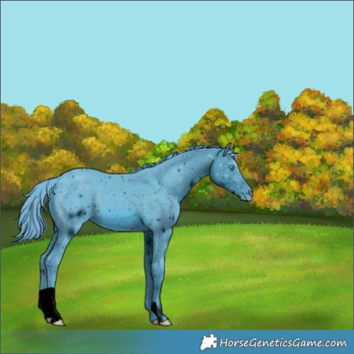 Horse Color:ERROR: UNKNOWN ANOMALY