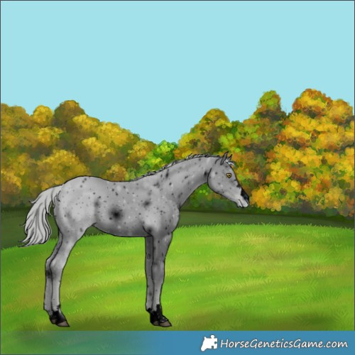 Horse Color:ERROR: UNKNOWN ANOMALY