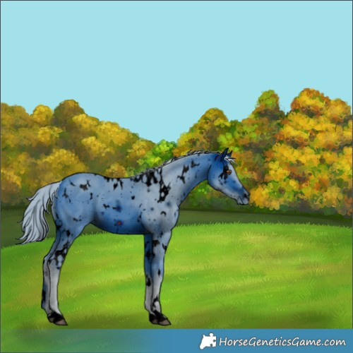 Horse Color:ERROR: UNKNOWN ANOMALY