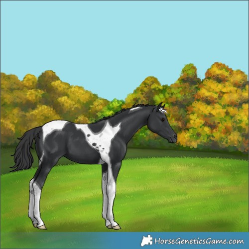 Horse Color:Black Tobiano
