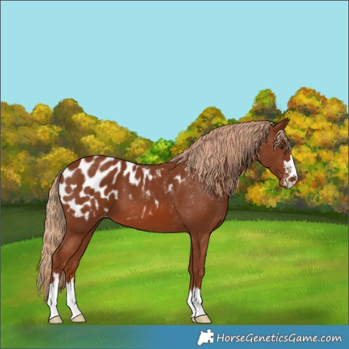 Horse Color:Chestnut Appaloosa 