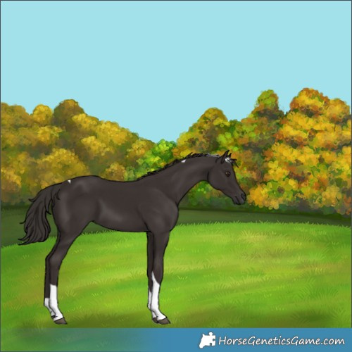 Horse Color:Liver Chestnut Tobiano 
