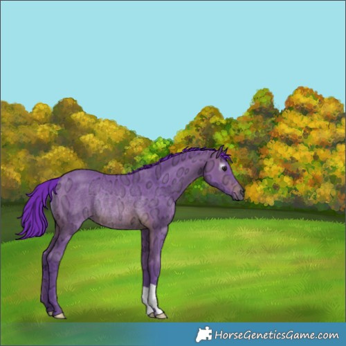 Horse Color:Gray Watercolor Bay Ice Rabicano 