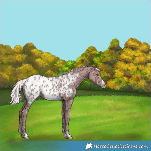 Horse Color:Watercolor Silver Amber Champagne Ice Blanket Rabicano
