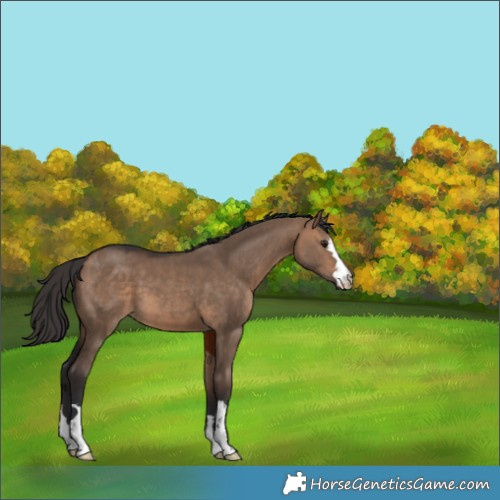 Horse Color:Bay Dun 