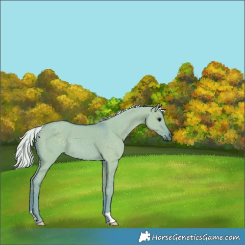 Horse Color:Watercolor Silver Grullo 