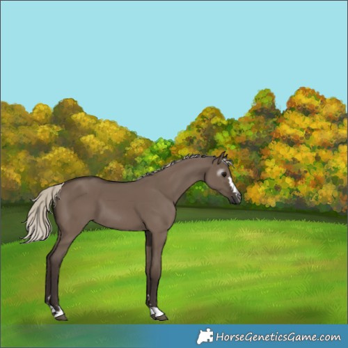 Horse Color:Gray Silver Grullo