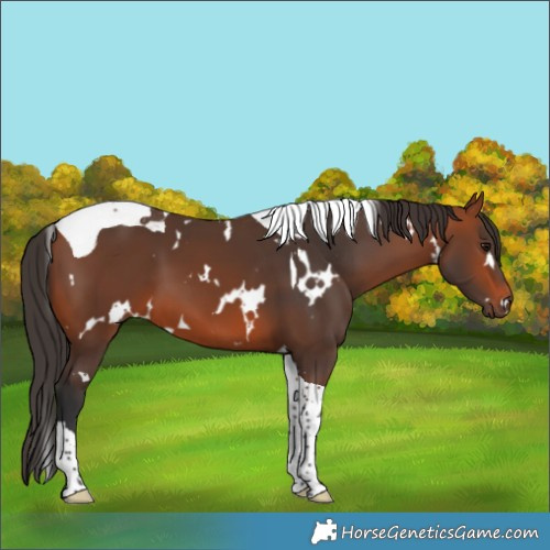 Horse Color:White Spotted Bay Tobiano 