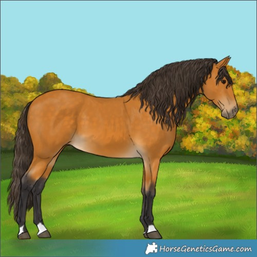 Horse Color:Buckskin 