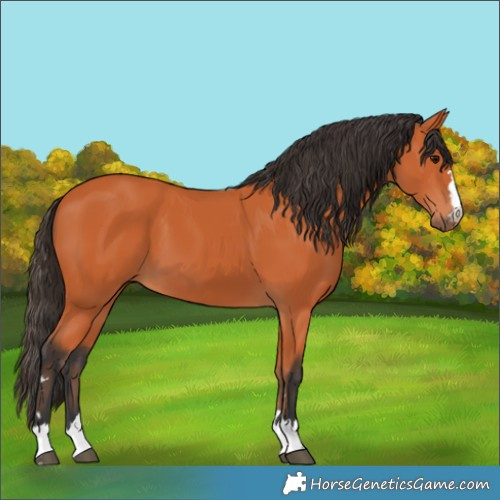 Horse Color:Bay 