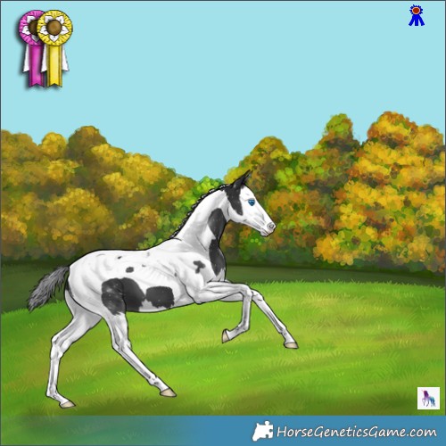 Horse Color:Black Splash Tobiano 