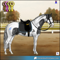 Horse Color:Black Splash Tobiano