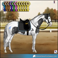 Horse Color:Black Splash Tobiano