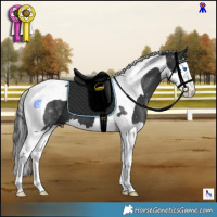 Horse Color:Black Splash Tobiano