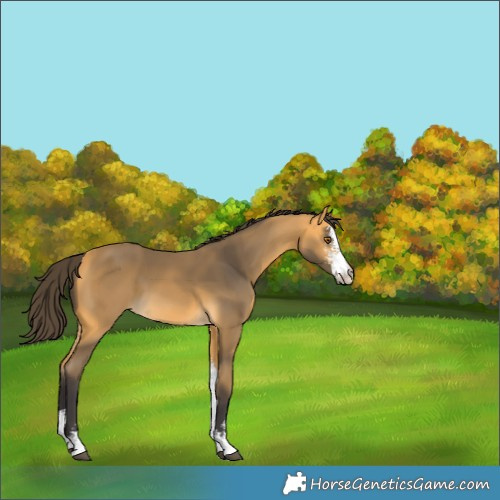 Horse Color:Buckskin Sabino