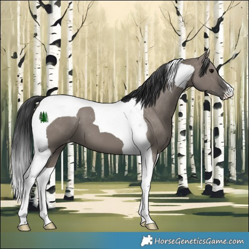 Horse Color:Grullo Tobiano Appaloosa 