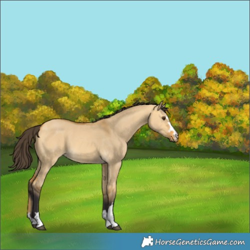 Horse Color:Buckskin Dun 
