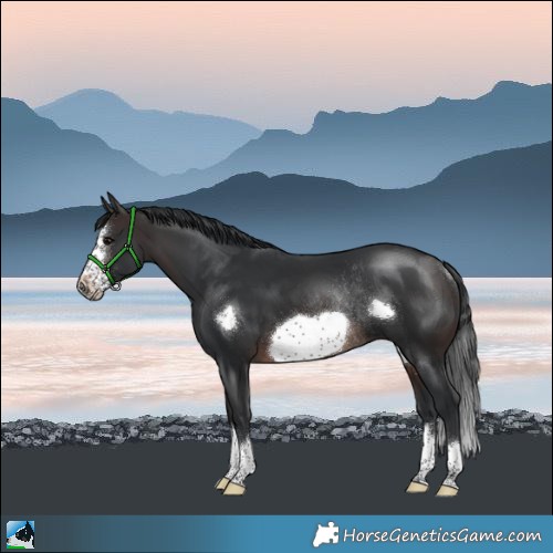 Horse Color:Brown Frame Rabicano 