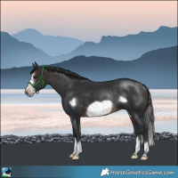 Horse Color:Brown Frame Rabicano