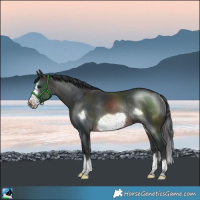 Horse Color:Brown Frame Rabicano 