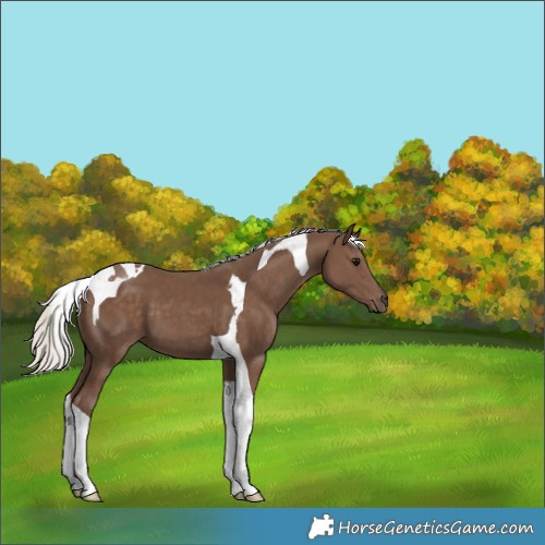 Horse Color:Silver Black Tobiano 