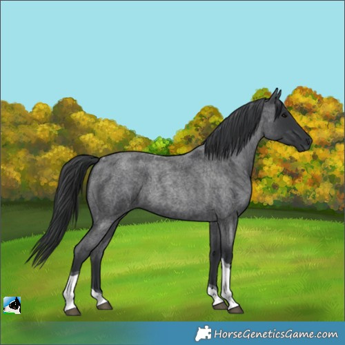 Horse Color:Blue Roan Tobiano