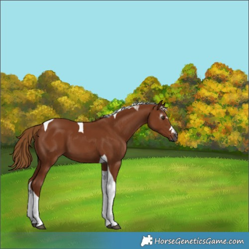 Horse Color:Gray Chestnut Tobiano