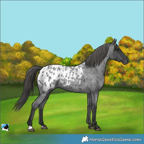 Horse Color:Blue Roan Blanket 