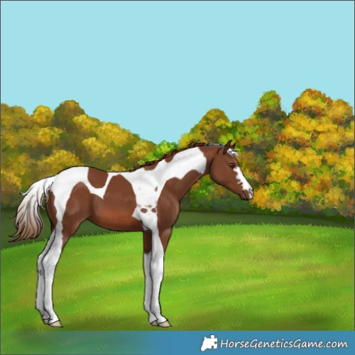 Horse Color:Chestnut Tobiano
