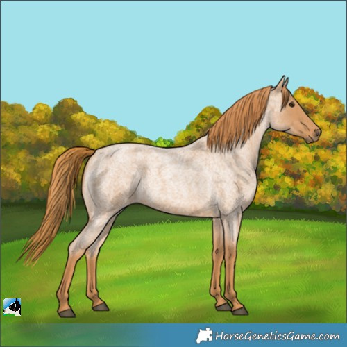 Horse Color:Red Roan 