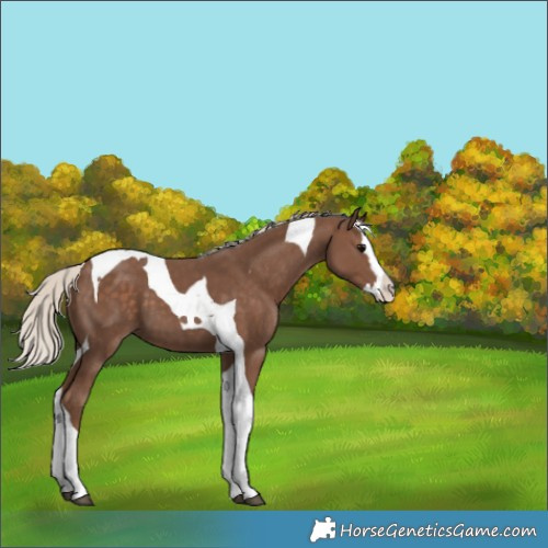 Horse Color:Silver Black Splash Tobiano 