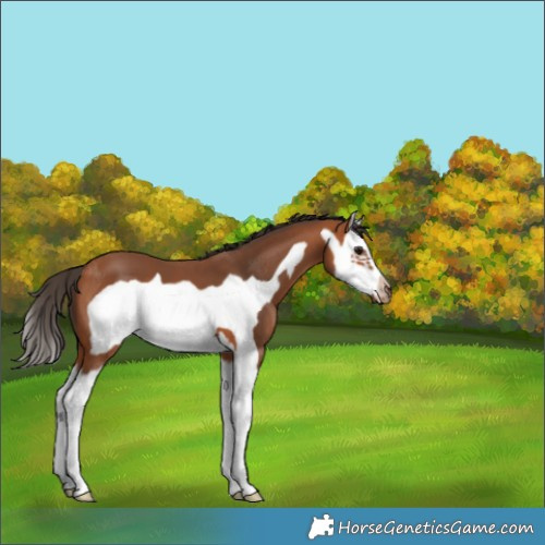Horse Color:Bay Splash Frame