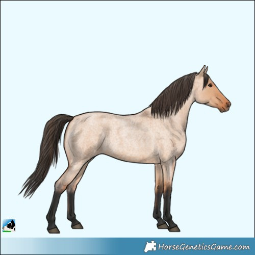 Horse Color:Bay Roan Dun 