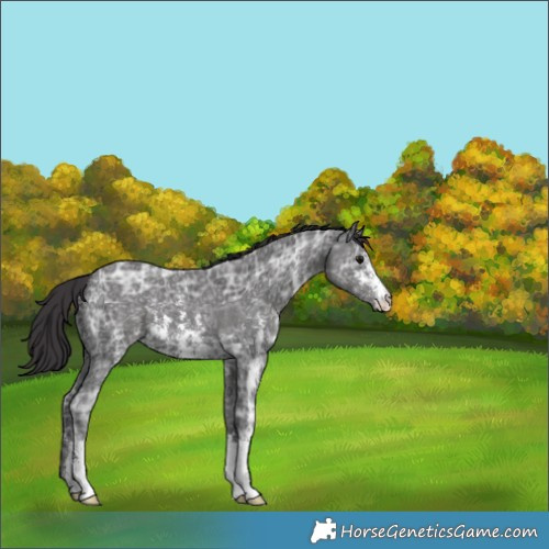 Horse Color:Smoky Black Ice Sabino