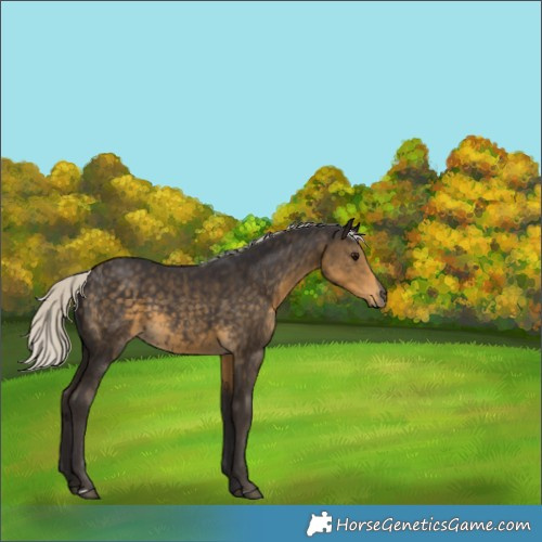 Horse Color:Silver Smoky Black 